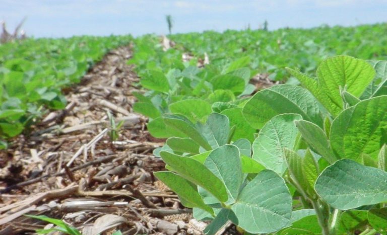 Empresa abre vagas de emprego para técnicos agrícolas no Oeste da Bahia