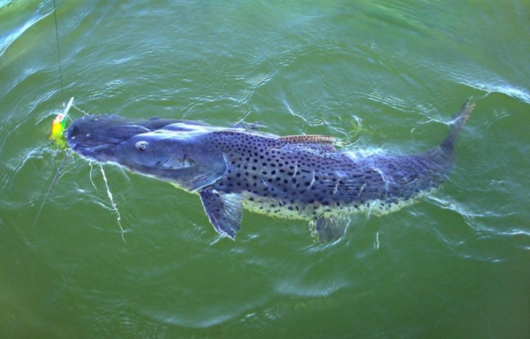 Pesca do Surubim proibida