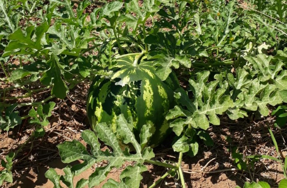 Produção de Melancia Palmas de Monte Alto