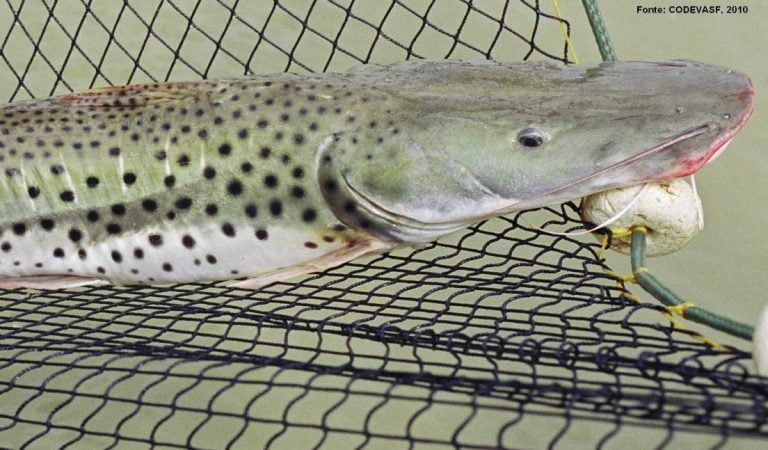 Início da proibição da pesca do surubim foi adiada para 5 de dezembro