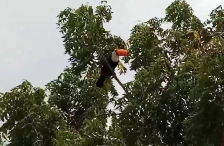 Tucano Candiba