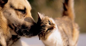 Vitória da Conquista realizará castração de cães e gatos de ONGs e protetores de animais