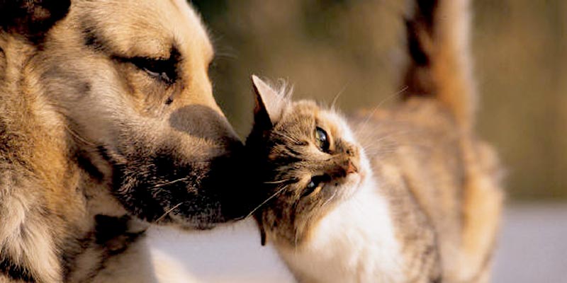 Vitória da Conquista realizará castração de cães e gatos de ONGs e protetores de animais
