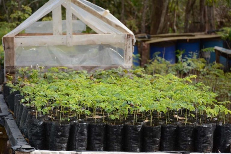 Vitória da Conquista realizará curso de produção de mudas de árvores nativas