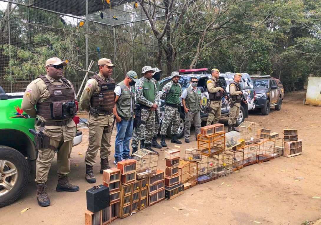 apreensão de aves feira vitória da conquista