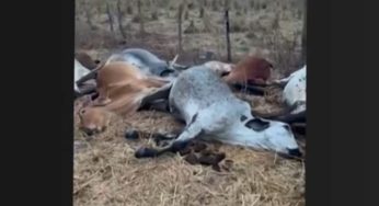 Raio causou descarga elétrica que matou 23 cabeças de gado no Oeste da Bahia
