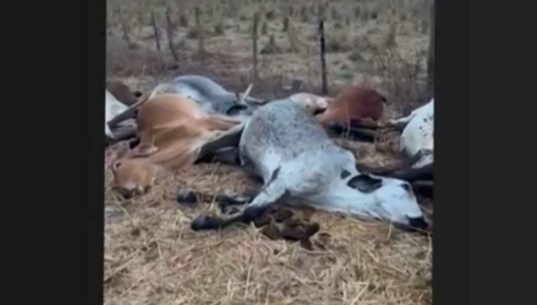 Raio causou descarga elétrica que matou 23 cabeças de gado no Oeste da Bahia