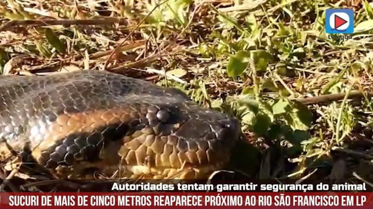 Sucuri Gigante Rio São Francisco