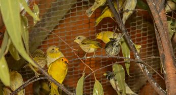 Cetas de Vitória da Conquista recebeu quase 400 pássaros resgatados pela PRF