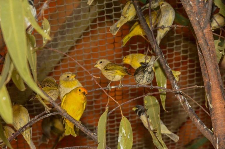 pássaros resgatados Cetas