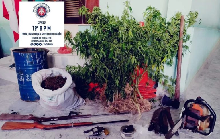 plantação de maconha jequié