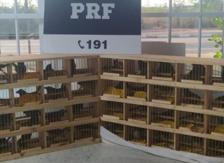 Apreensão de aves vitória da conquista