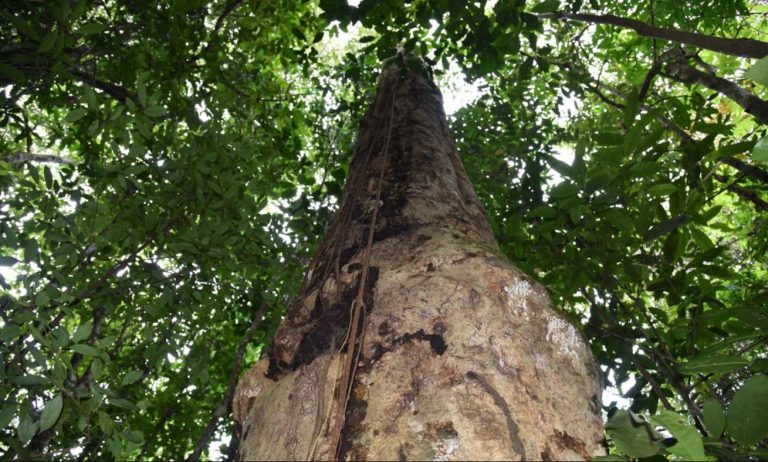 Pesquisadores da Ufba e da Uefs participaram da descoberta de espécie de árvore gigante na Mata Atlântica