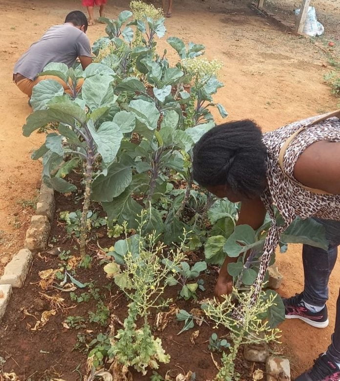 Projeto de Horticultura auxilia tratamento de usuários do Caps em Guanambi