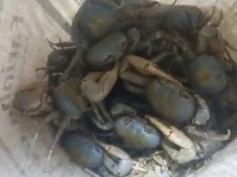 Cerca de 2 mil caranguejos transportados sem condições sanitárias foram apreendidos pela PRF no Sul da Bahia