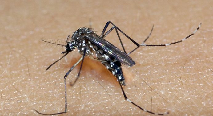 Com aumento de 185% nos casos de dengue em 2022, Ministério da Saúde lança Campanha Nacional contra o Aedes Aegypti