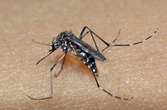Com aumento de 185% nos casos de dengue em 2022, Ministério da Saúde lança Campanha Nacional contra o Aedes Aegypti