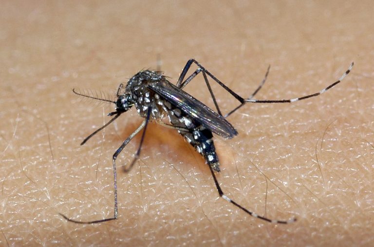 Combate ao Aedes Aegypti