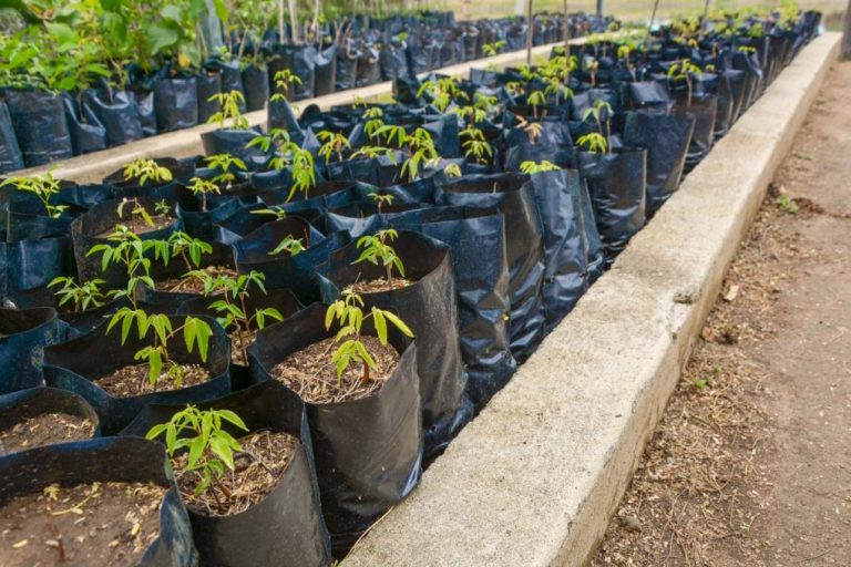 Mudas de umbu gigante para os agricultores familiares de Vitória da Conquista