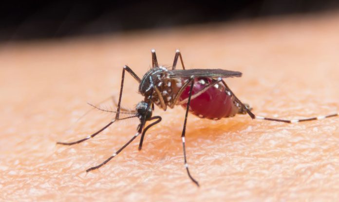 Dengue Aedes aegypti