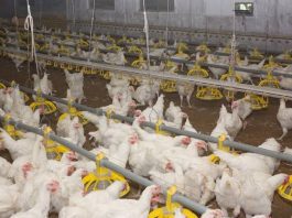 Após casos de influenza aviária na Colômbia, Ministério lança alerta para criadores