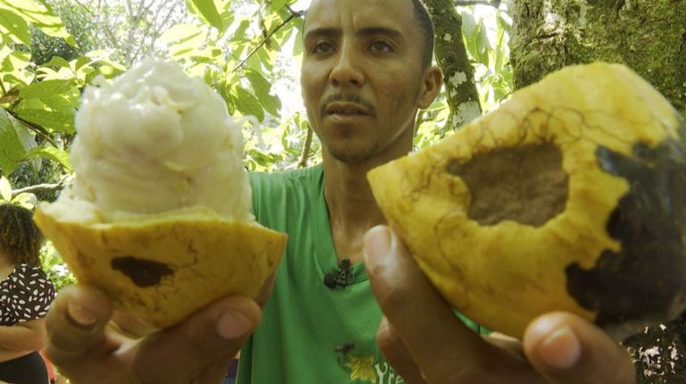 Cacau Sul da Bahia