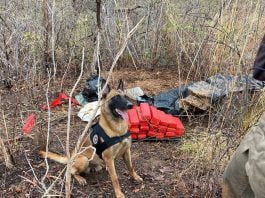 Cão policial encontro 40kg de maconha enterrado em loteamento de Barreiras