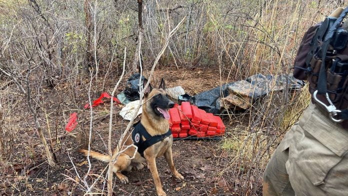 Cão policial encontro 40kg de maconha enterrado em loteamento de Barreiras