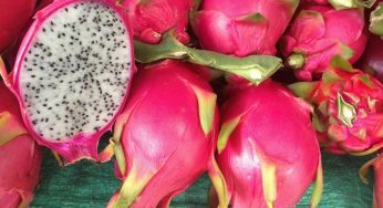 Minicurso gratuito sobre cultivo de pitayas é disponibilizado pela Embrapa