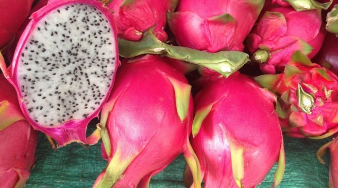 Minicurso sobre Pitaya Embrapa