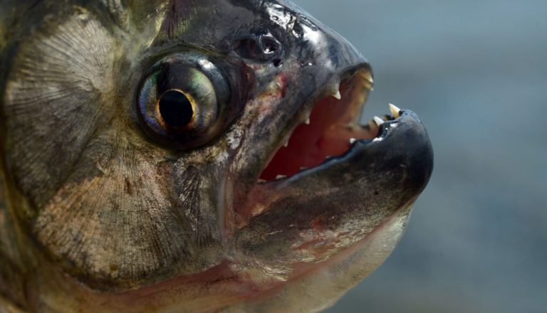 Pirambeba - piranha branca rio são francisco