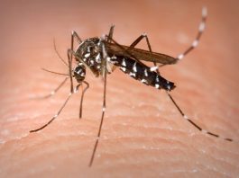 Semana de mobilização em combate ao Aedes aegypti começa nesta segunda na Bahia