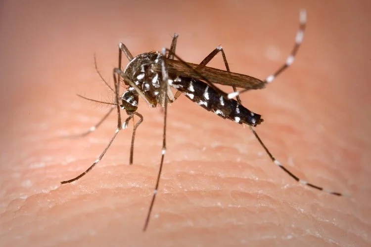 Semana de mobilização em combate ao Aedes aegypti começa nesta segunda na Bahia