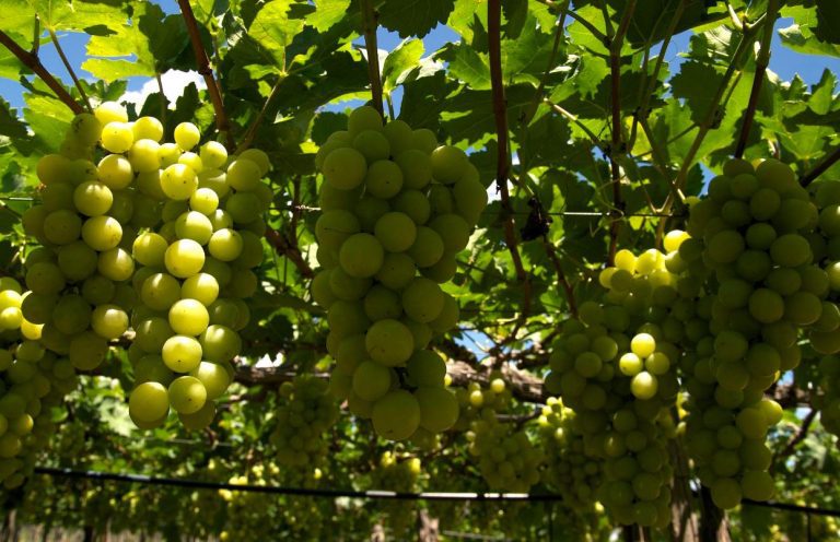 Uvas vinhos rio São Francisco