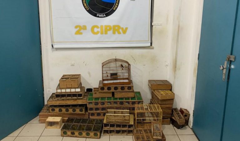 apreensão de pássaros vitória da conquista