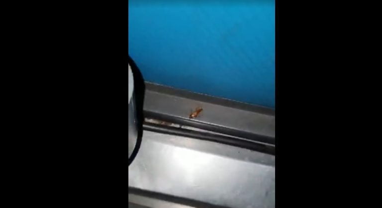 Passageiros encontram infestação de baratas em ônibus que saiu de São Paulo com destino a Guanambi