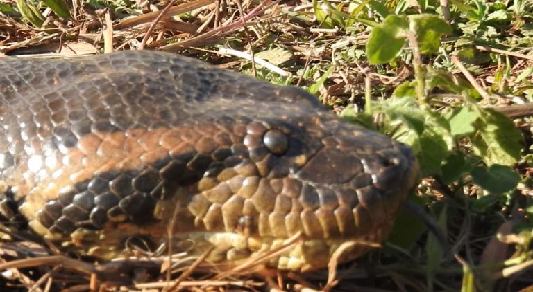sucuri gigante rio São francisco