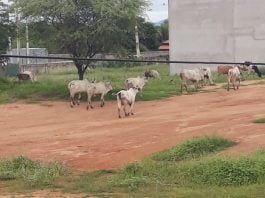 Animais Soltos via pública Guanambi