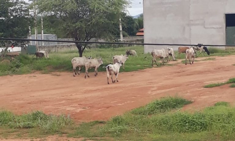 Animais Soltos via pública Guanambi
