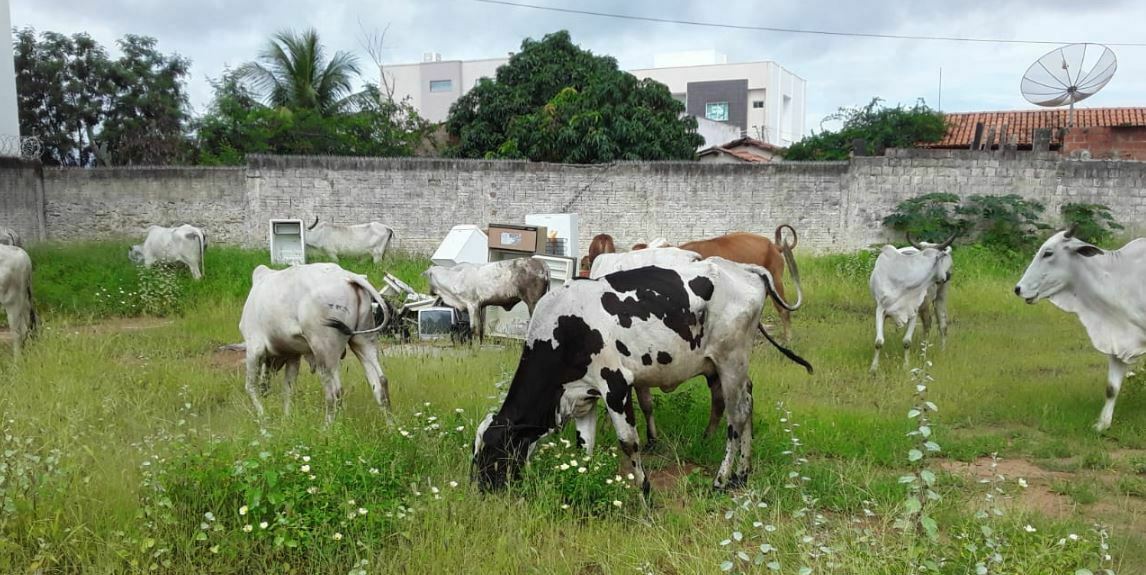 Animais Soltos via pública Guanambi