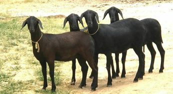IF Baiano realizará evento sobre caprinos e ovinos em Guanambi nesta terça-feira