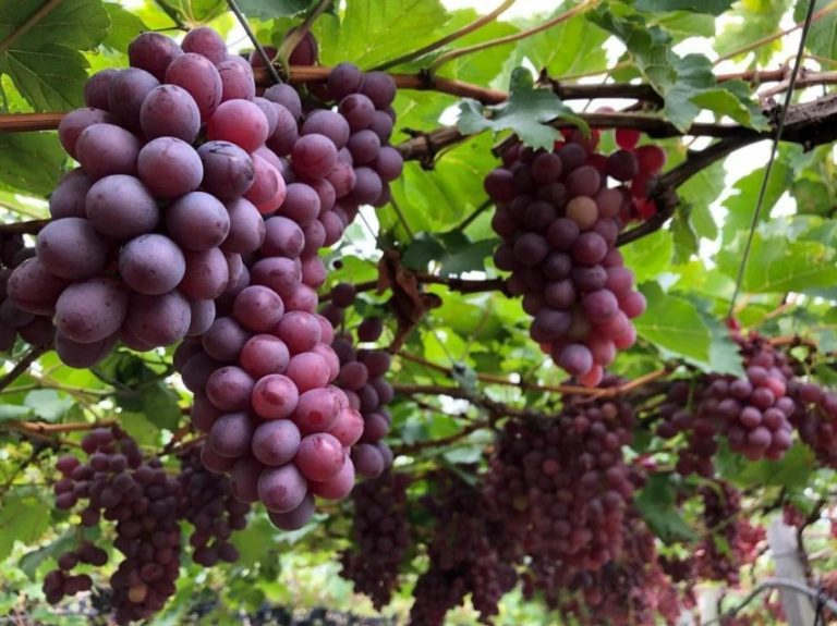 Convênio entre Bahia e Pernambuco quer melhorar controle de pragas da fruticultura no Vale do São Francisco