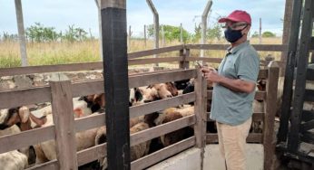 Produtores de ovinos de Serra do Ramalho aumentam renda com melhoramento genético