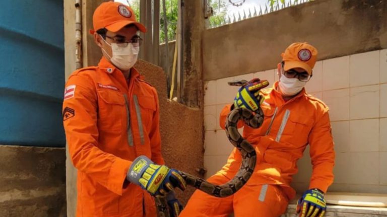 Bombeiros regataram jiboia em bairro residencial de Barreiras