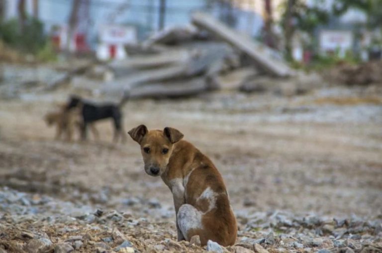 Estudantes de Candiba desenvolvem produto cicatrizante para animais