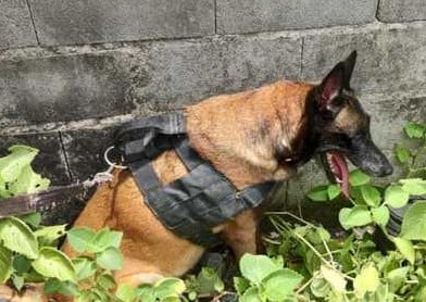 Cão policial encontra entorpecentes