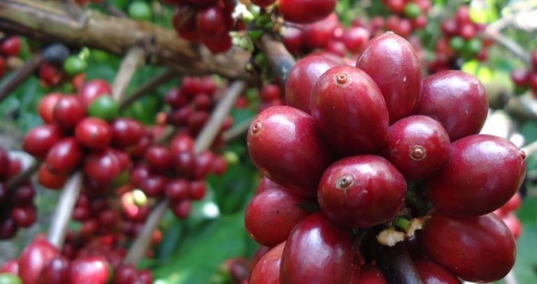 Produção de Café na Bahia