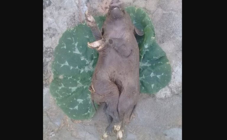 Suíno Siamês
