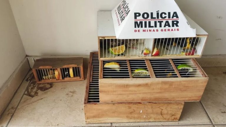 resgate de pássaros janaúba guanambi