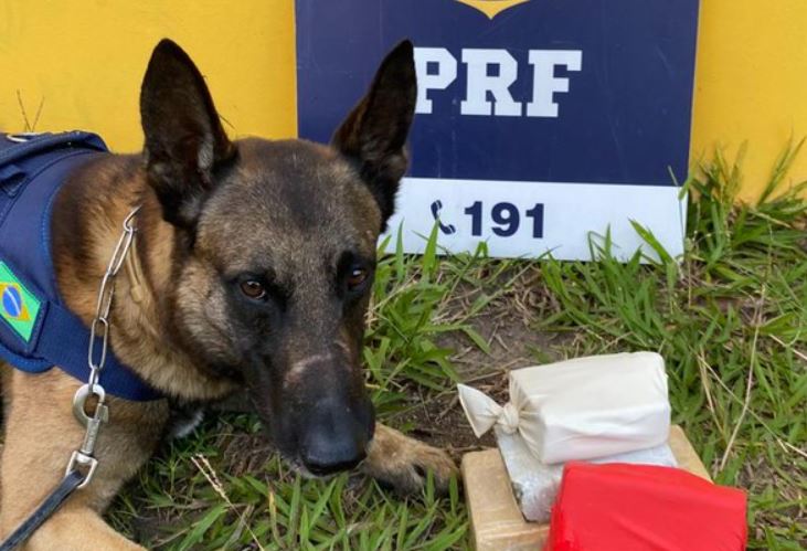PRF cão farejador